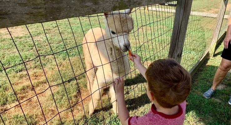 Feeding animals at Goat Daddy's Farm